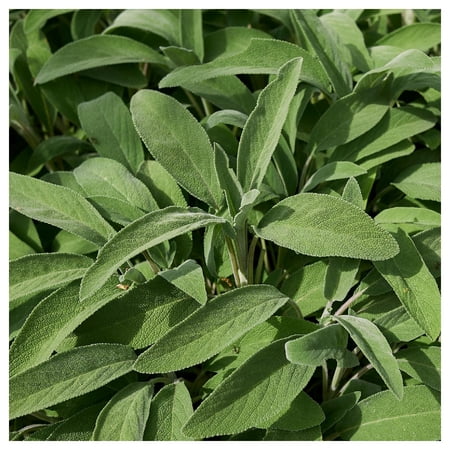 Everwilde Farms - 1/4 lb Broadleaf Sage Herb Seeds - Gold Vault Bulk Seed Packet