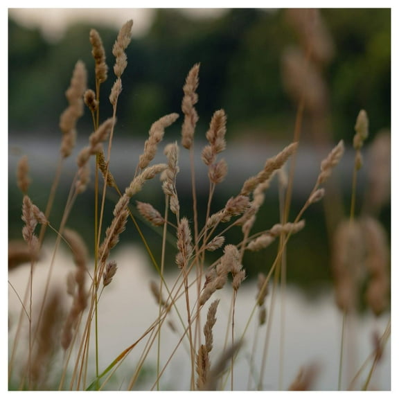 Everwilde Farms - 1/4 lb Brown Fox Sedge Native Grass Seeds - Gold Vault Bulk Seed Packet