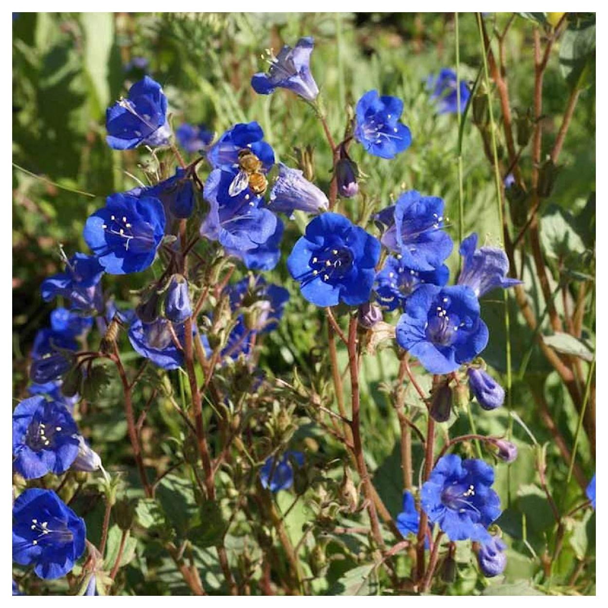 Everwilde Farms - 1/4 lb California Bluebell Native Wildflower Seeds - Gold Vault Bulk Seed Packet