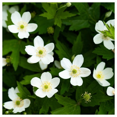 Everwilde Farms - 1/4 lb Canada Anemone Native Wildflower Seeds - Gold Vault Bulk Seed Packet