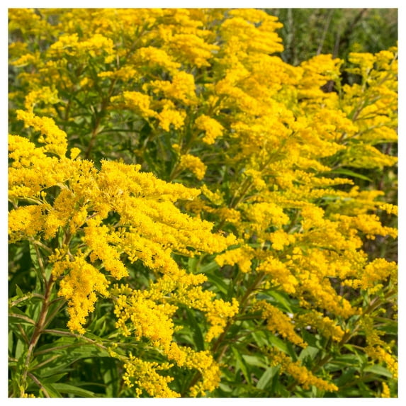 Everwilde Farms - 1/4 lb Canada Goldenrod Native Wildflower Seeds - Gold Vault Bulk Seed Packet