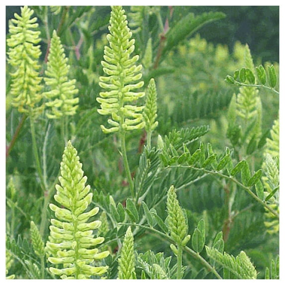 Everwilde Farms - 1/4 lb Canadian Milk Vetch Native Wildflower Seeds - Gold Vault Bulk Seed Packet