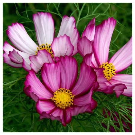 Everwilde Farms - 1/4 lb Candystripe Cosmos Garden Flower Seeds - Gold Vault Bulk Seed Packet