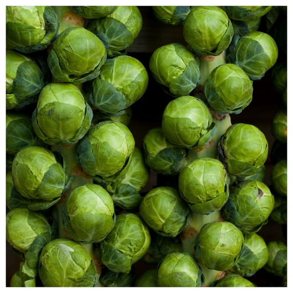 Everwilde Farms - 1/4 lb Catskill Brussels Sprouts Seeds - Gold Vault Bulk Seed Packet