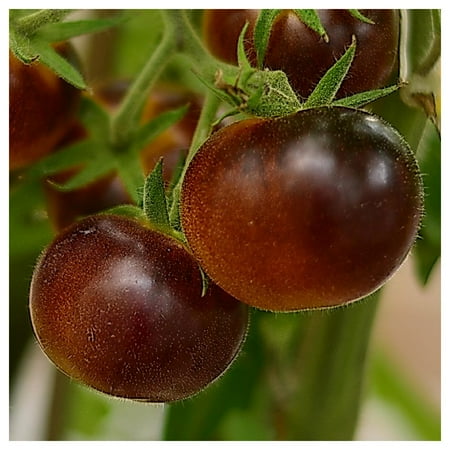 Everwilde Farms - 1/4 lb Cherokee Purple Heirloom Tomato Seeds - Gold Vault Bulk Seed Packet
