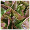 thumbnail image 1 of Everwilde Farms - 1/4 lb Cimmaron Romaine Lettuce Seeds - Gold Vault Bulk Seed Packet, 1 of 3