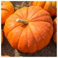 thumbnail image 1 of Everwilde Farms - 1/4 lb Cinderella Pumpkin Seeds - Gold Vault Bulk Seed Packet, 1 of 3
