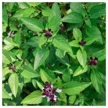 Everwilde Farms - 1/4 lb Cinnamon Basil Herb Seeds - Gold Vault Bulk Seed Packet