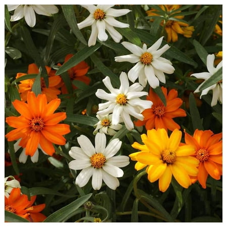 Everwilde Farms - 1/4 lb Classic Zinnia Garden Flower Seeds - Gold Vault Bulk Seed Packet