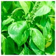 thumbnail image 1 of Everwilde Farms - 1/4 lb Clove Scented Basil Herb Seeds - Gold Vault Bulk Seed Packet, 1 of 2