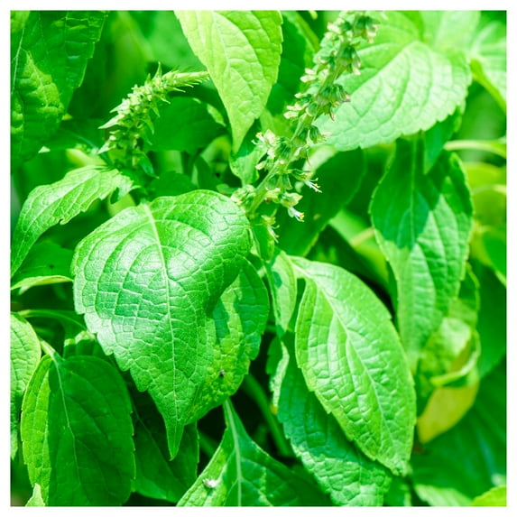 Everwilde Farms - 1/4 lb Clove Scented Basil Herb Seeds - Gold Vault Bulk Seed Packet