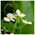 thumbnail image 1 of Everwilde Farms - 1/4 lb Common Arrowhead Native Wildflower Seeds - Gold Vault Bulk Seed Packet, 1 of 3