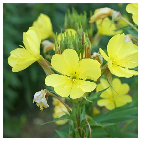 Everwilde Farms - 1/4 lb Common Evening Primrose Garden Flower Seeds - Gold Vault Bulk Seed Packet