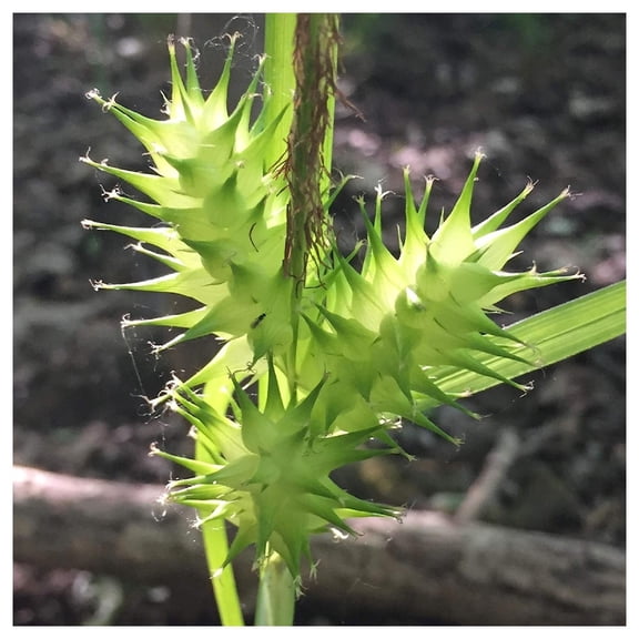 Everwilde Farms - 1/4 lb Common Hop Sedge Native Grass Seeds - Gold Vault Bulk Seed Packet