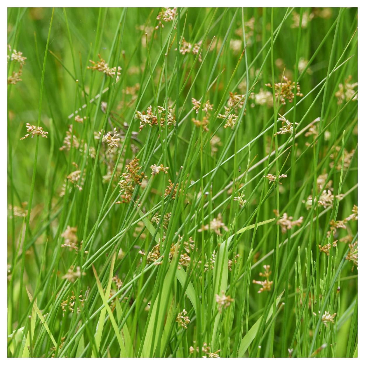 Everwilde Farms - 1/4 lb Common Rush Native Grass Seeds - Gold Vault Bulk Seed Packet