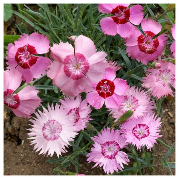 Everwilde Farms - 1/4 lb Cottage Pinks Garden Flower Seeds - Gold Vault Bulk Seed Packet