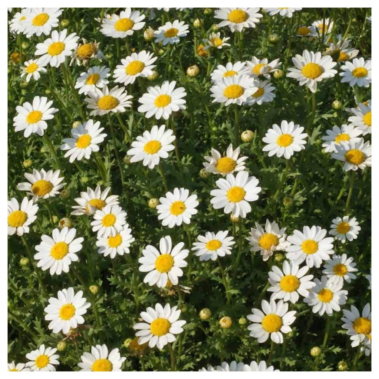 Everwilde Farms - 1/4 lb Creeping Daisy Garden Flower Seeds - Gold Vault Bulk Seed Packet
