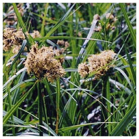 Everwilde Farms - 1/4 lb Dark Green Bulrush Native Grass Seeds - Gold Vault Bulk Seed Packet