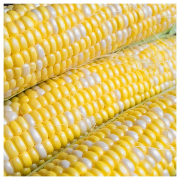 Everwilde Farms Hybrid Bicolor Sweet Corn Seeds