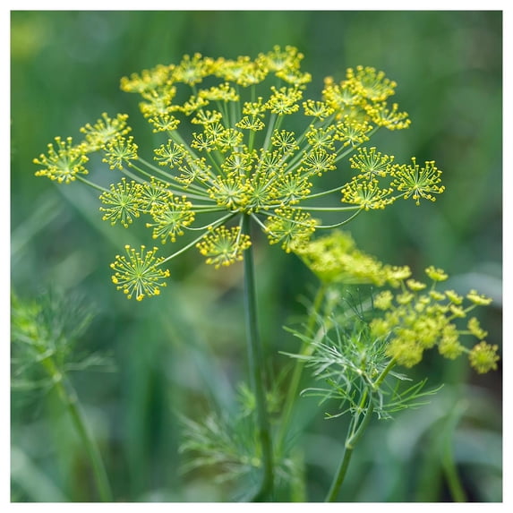 Everwilde Farms - 1/4 lb Dukat Dill Herb Seeds - Gold Vault Bulk Seed Packet