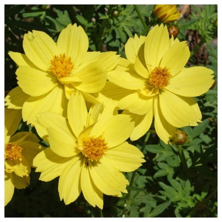 Everwilde Farms - 1/4 lb Dwarf Lemon Sulphur Cosmos Garden Flower Seeds - Gold Vault Bulk Seed Packet