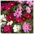 thumbnail image 1 of Everwilde Farms - 1/4 lb Dwarf Mixed Cosmos Garden Flower Seeds - Gold Vault Bulk Seed Packet, 1 of 2
