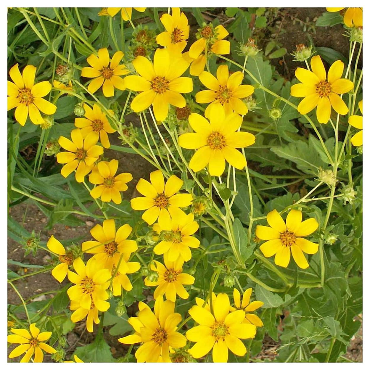Everwilde Farms - 1/4 lb Engelmann Daisy Native Wildflower Seeds - Gold Vault Bulk Seed Packet