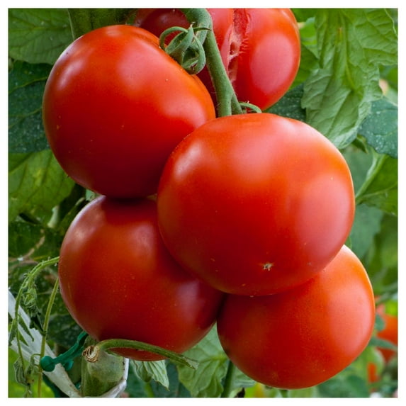 Everwilde Farms - 1/4 lb Floridade Heirloom Tomato Seeds - Gold Vault Bulk Seed Packet