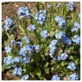 thumbnail image 1 of Everwilde Farms - 1/4 lb Forget Me Not Garden Flower Seeds - Gold Vault Bulk Seed Packet, 1 of 4