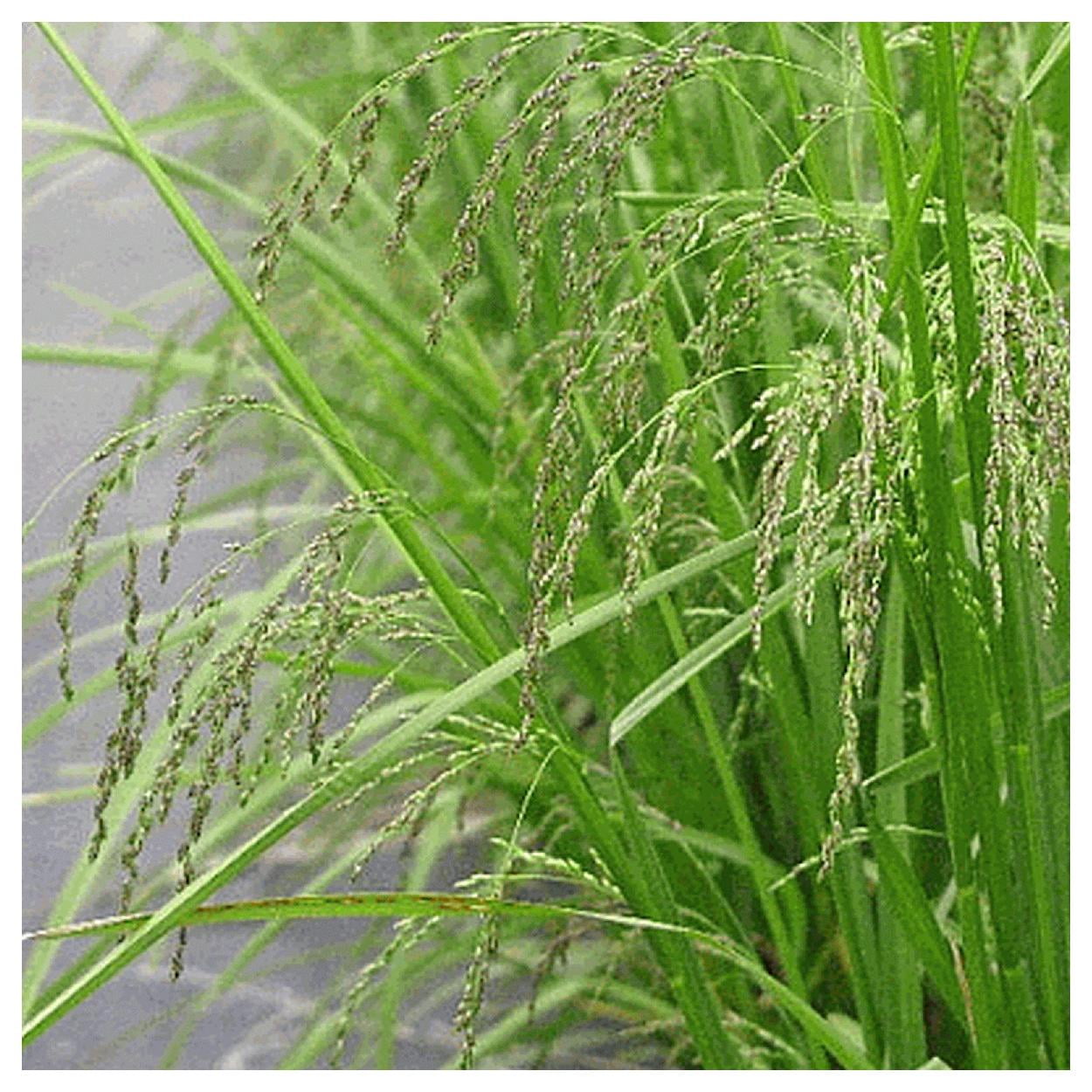 Everwilde Farms - 1/4 lb Fowl Manna Grass Native Grass Seeds - Gold Vault Bulk Seed Packet