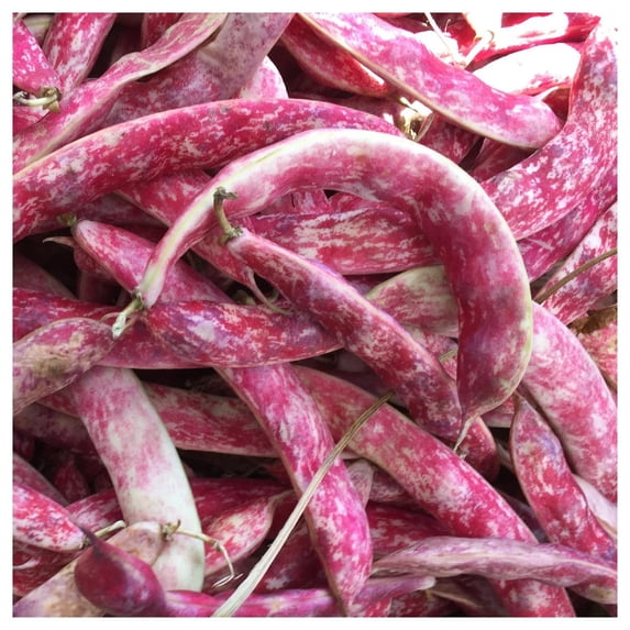 Everwilde Farms - 1/4 lb French Horticulture Green Bush Bean Seeds - Gold Vault Bulk Seed Packet