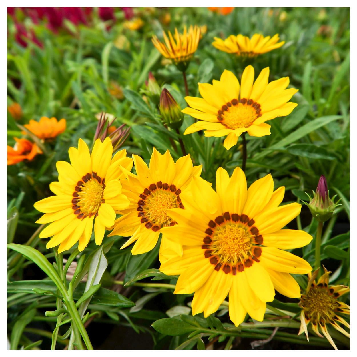 Everwilde Farms - 1/4 lb Gazania Garden Flower Seeds - Gold Vault Bulk Seed Packet