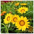 thumbnail image 1 of Everwilde Farms - 1/4 lb Gazania Garden Flower Seeds - Gold Vault Bulk Seed Packet, 1 of 3