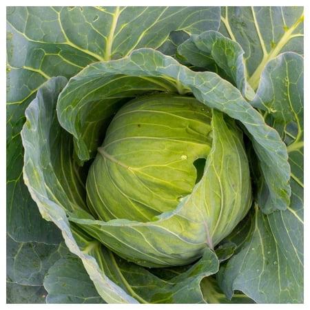 Everwilde Farms - 1/4 lb Golden Acre Cabbage Seeds - Gold Vault Bulk Seed Packet