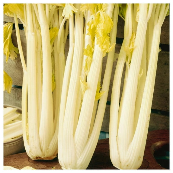 Everwilde Farms - 1/4 lb Golden Pascal Celery Seeds - Gold Vault Bulk Seed Packet