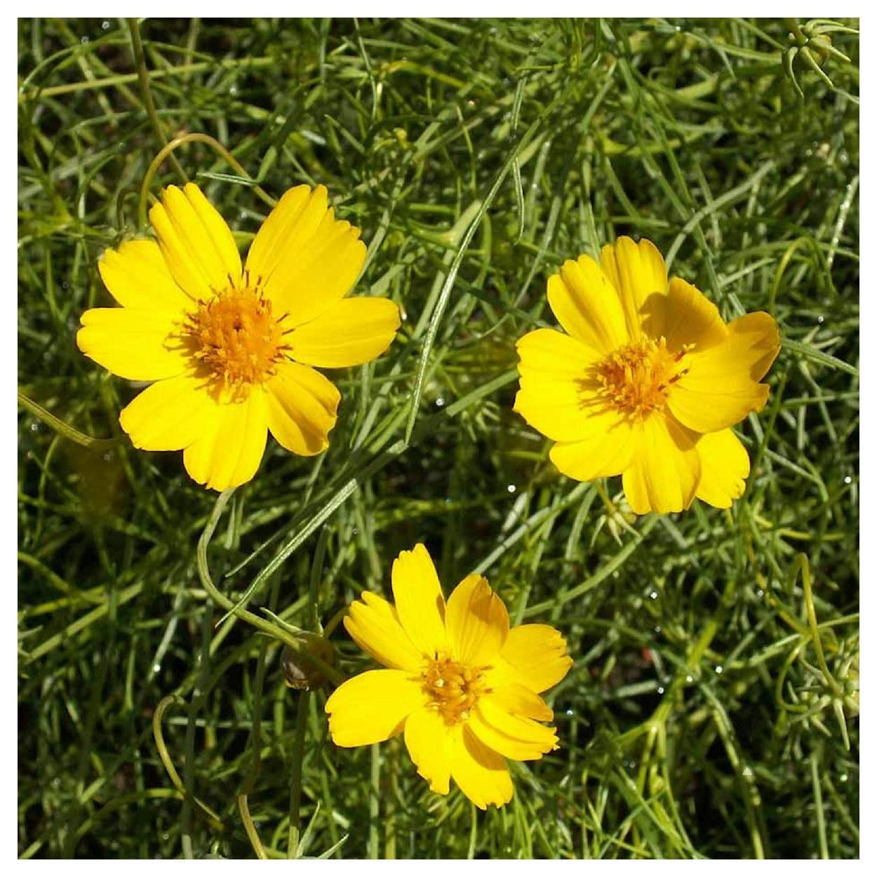 Everwilde Farms - 1/4 lb Greenthread Native Wildflower Seeds - Gold Vault Bulk Seed Packet