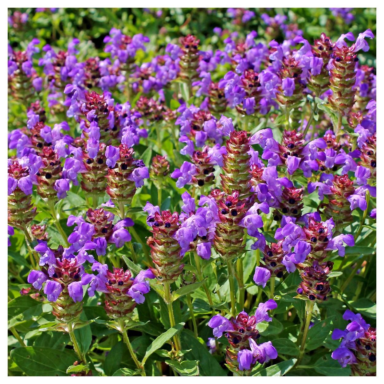 Everwilde Farms - 1/4 lb Heal All Native Wildflower Seeds - Gold Vault Bulk Seed Packet