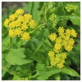 thumbnail image 1 of Everwilde Farms - 1/4 lb Heart Leaf Golden Alexanders Native Wildflower Seeds - Gold Vault Bulk Seed Packet, 1 of 3