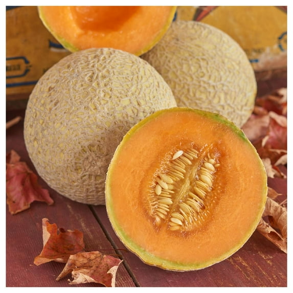 Everwilde Farms - 1/4 lb Organic Hearts of Gold Melon Seeds - Gold Vault Bulk Seed Packet
