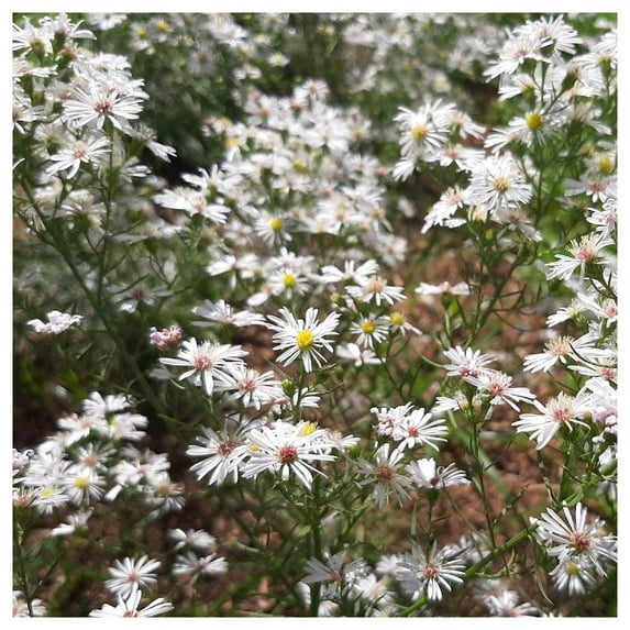 Everwilde Farms - 1/4 lb Heath Aster Native Wildflower Seeds - Gold Vault Bulk Seed Packet