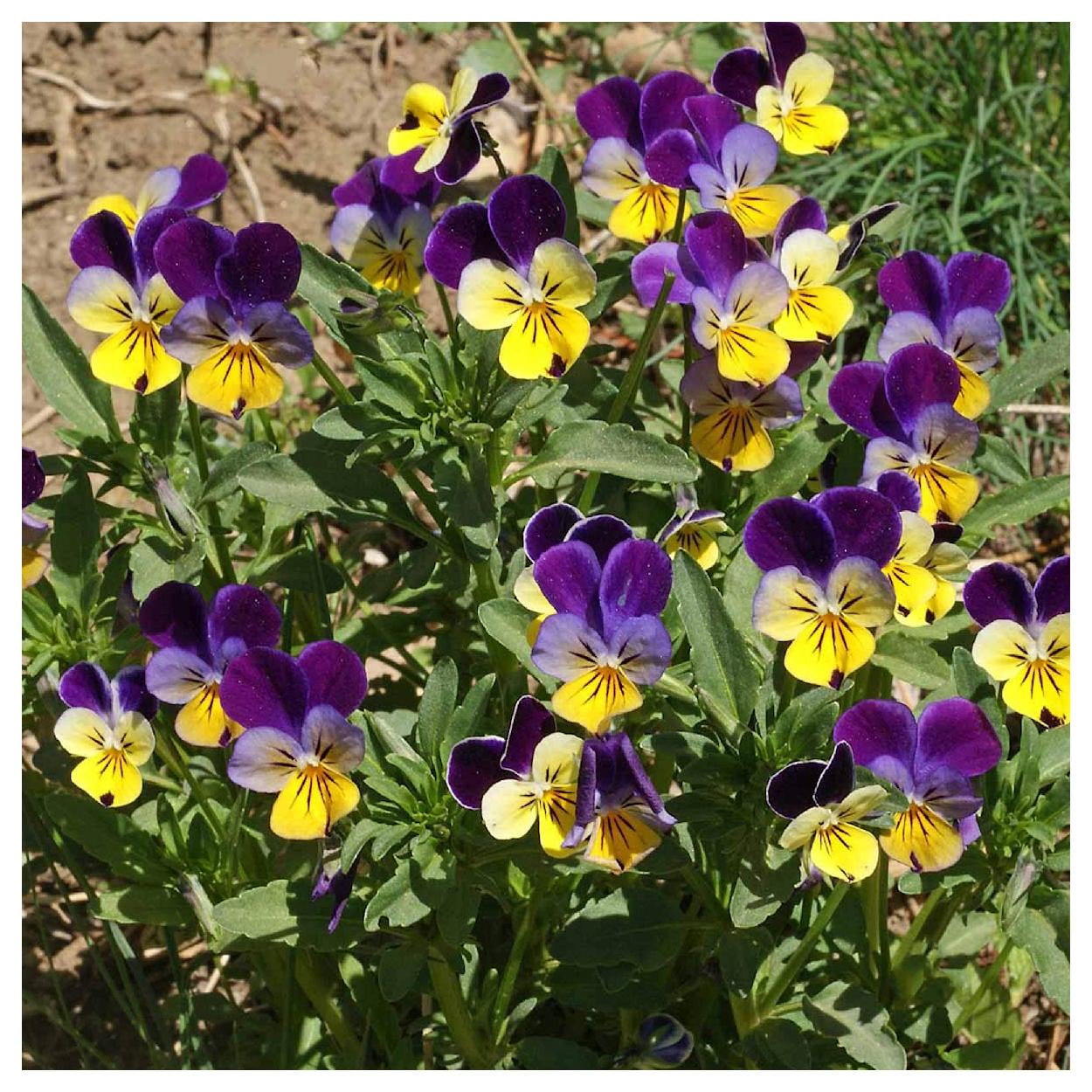 Everwilde Farms - 1/4 lb Helen Mount Johnny Jump Up Garden Flower Seeds - Gold Vault Bulk Seed Packet