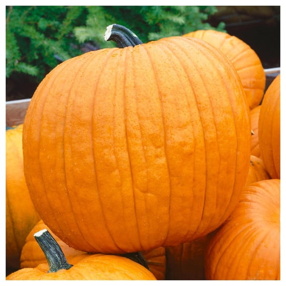 Everwilde Farms - 1/4 lb Howdens Field Pumpkin Pumpkin Seeds - Gold Vault Bulk Seed Packet