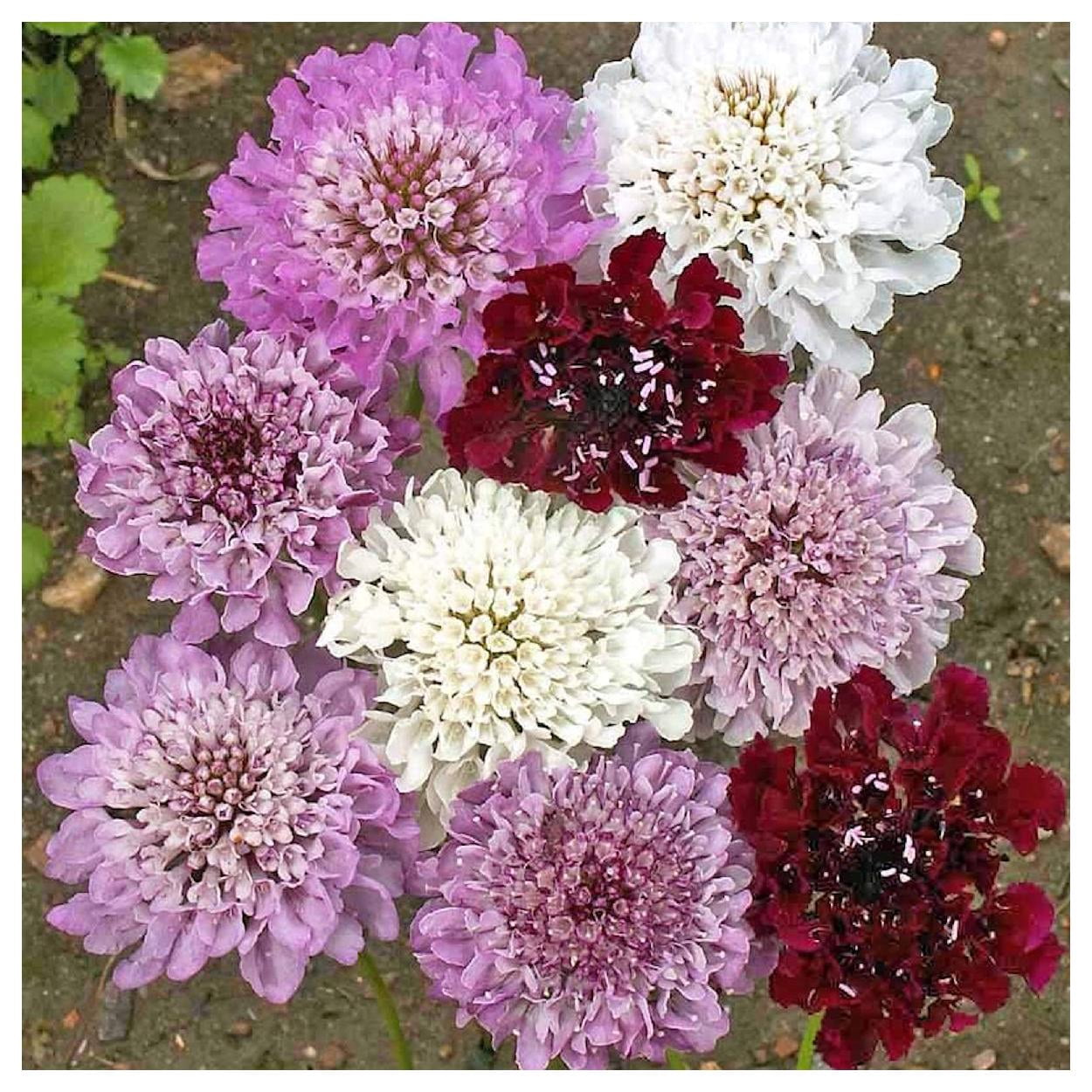 Everwilde Farms - 1/4 lb Imperial Mixed Pincushion Flower Garden Flower Seeds - Gold Vault Bulk Seed Packet
