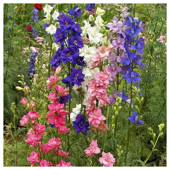 Everwilde Farms - 1/4 lb Imperial Mixed Rocket Larkspur Garden Flower Seeds - Gold Vault Bulk Seed Packet
