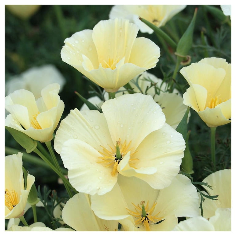 FLOWER CALIFORNIA POPPY BALLERINA MIX - 1.5 GRAMS - APPROX 1000 FLOWER SEEDS eBa FLOWER CALIFORNIA POPPY BALLERINA MIX - 1.5 GRAMS - APPROX 1000 FLOWER SEEDS eBa