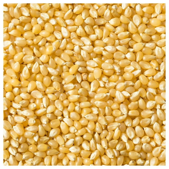 Everwilde Farms - 1/4 lb Lady Fingers Popcorn Seeds - Gold Vault Bulk Seed Packet