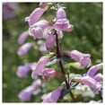 thumbnail image 1 of Everwilde Farms - 1/4 lb Large Flowered Beardtongue Native Wildflower Seeds - Gold Vault Bulk Seed Packet, 1 of 4