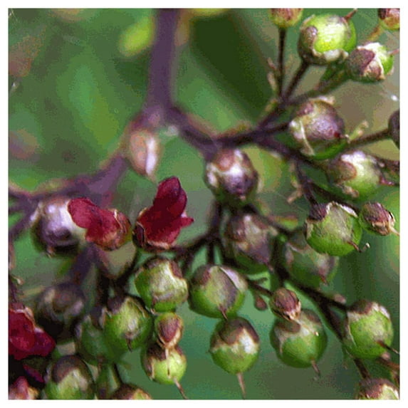 Everwilde Farms - 1/4 lb Late Figwort Native Wildflower Seeds - Gold Vault Bulk Seed Packet