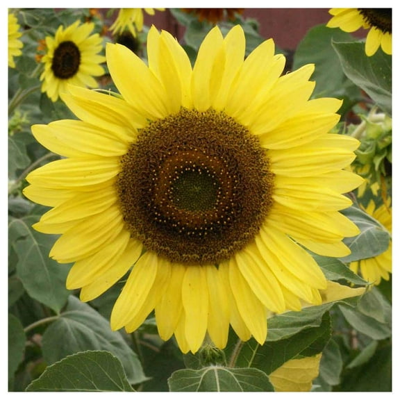 Everwilde Farms - 1/4 lb Lemon Queen Sunflower Garden Flower Seeds - Gold Vault Bulk Seed Packet