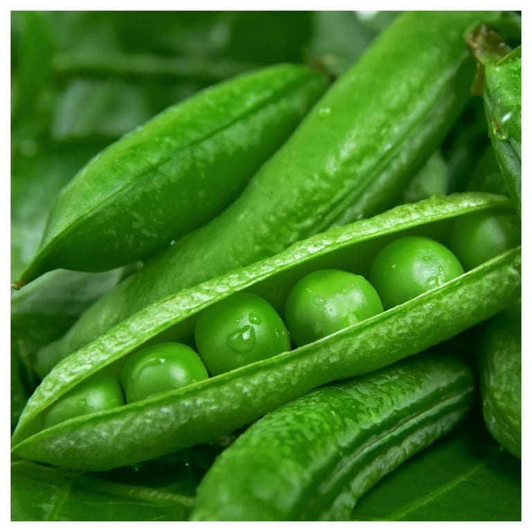 Everwilde Farms - 1/4 lb Lincoln Shell Garden Pea Seeds - Gold 